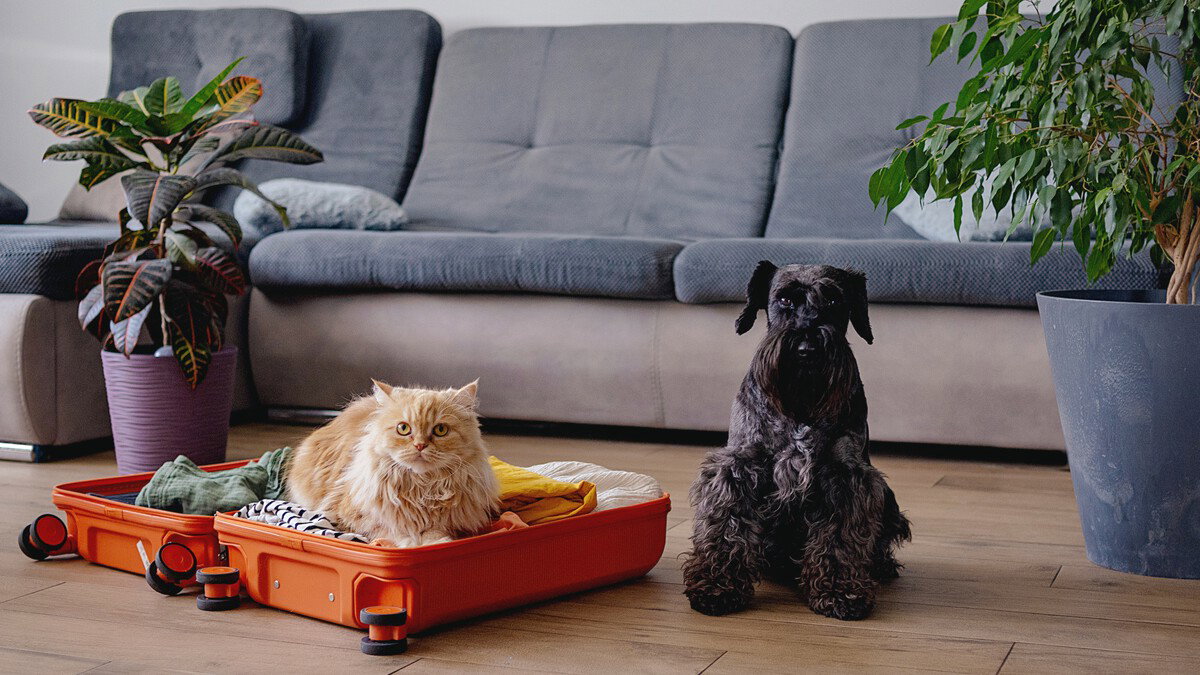 Are New Eu Pet Rules Already In Force? What Expats In Spain Need To Know