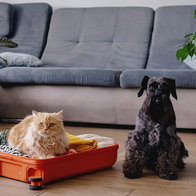 Dog and cat ownership rules causing confusion for expats living in Spain