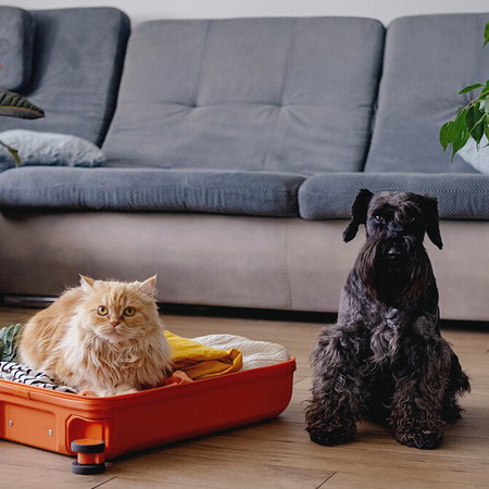 Dog and cat ownership rules causing confusion for expats living in Spain