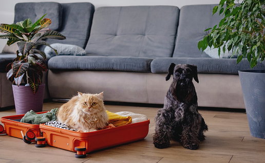 Dog and cat ownership rules causing confusion for expats living in Spain