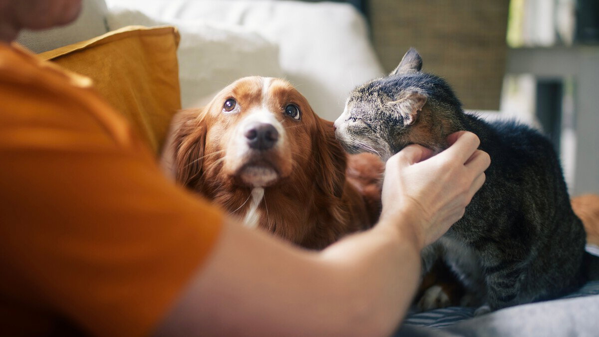 Alicante Sees Surge In Pet Ownership With Nearly Half A Million Animals Registered