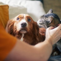 Dog and cat in Alicante as pet ownership increases across the province