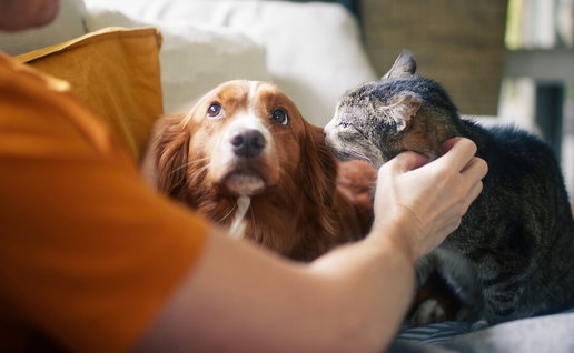 Dog and cat in Alicante as pet ownership increases across the province