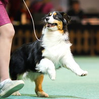Dogs and owners at charity dog show in Guardamar del Segura raising funds for animal rescue