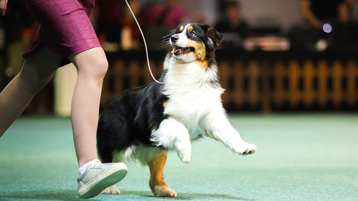 Dogs and owners at charity dog show in Guardamar del Segura raising funds for animal rescue