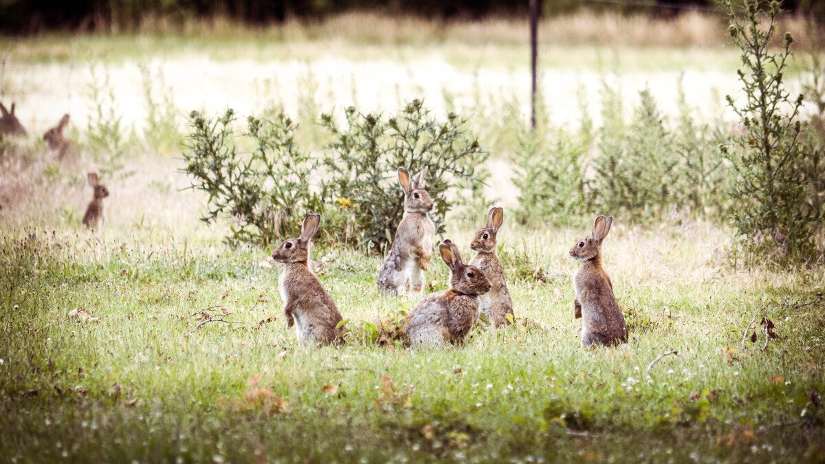 Rabbit Plague Destroys 200 Hectares In Catalonia: Why 2026 Wildlife Control Is Splitting Farmers And Scientists