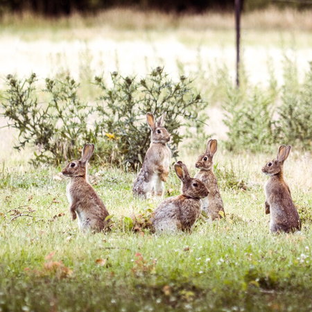 Rabbit feeding on crops in Castilla-La Mancha farmland