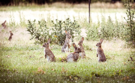 Rabbit feeding on crops in Castilla-La Mancha farmland