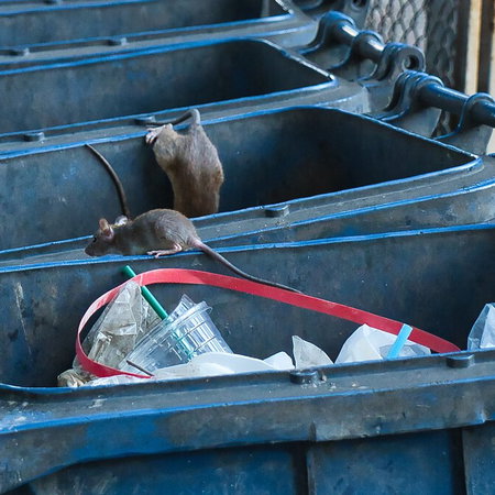 Brown rat next to rubbish containers in a Spanish city