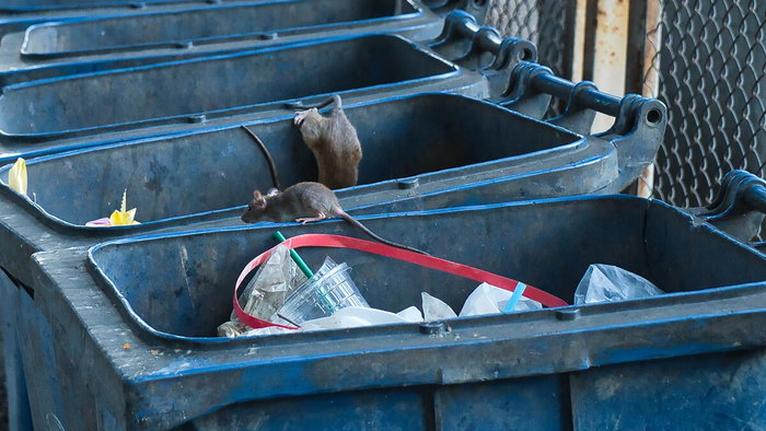 Brown rat next to rubbish containers in a Spanish city