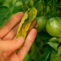 Crops inside a Spanish greenhouse showing signs of pest damage