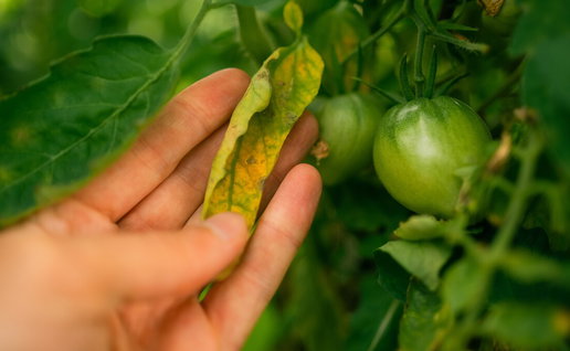 Crops inside a Spanish greenhouse showing signs of pest damage
