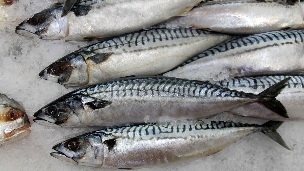 New Anisakis Alert In Spain Linked To Fresh Fish Like Mackerel: What You Should Check Now