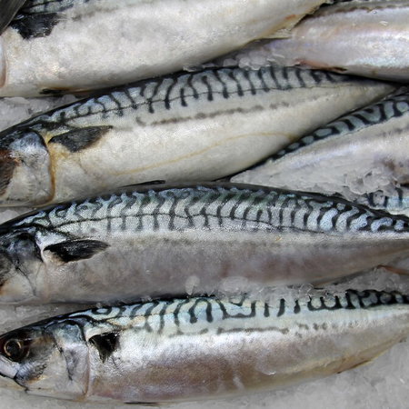 Fresh fish displayed at a seafood counter in Spain