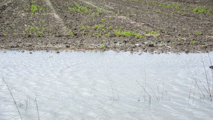 Ruined crops in Andalucia following storms that disrupted agricultural production