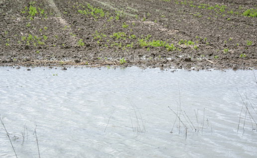 Ruined crops in Andalucia following storms that disrupted agricultural production