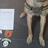 Police dog at Alicante bus station during drug search operation