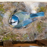 A blue tit in a nest