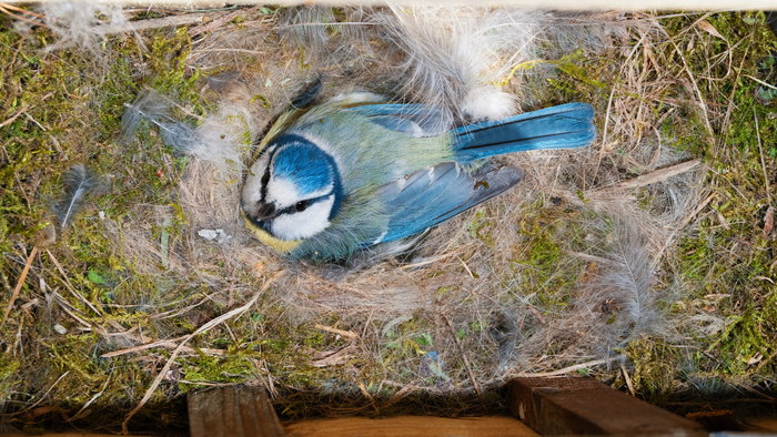 A blue tit in a nest