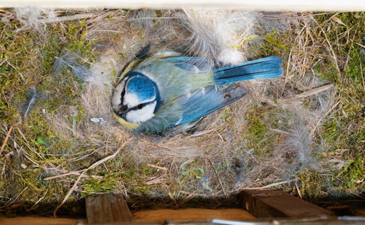 A blue tit in a nest