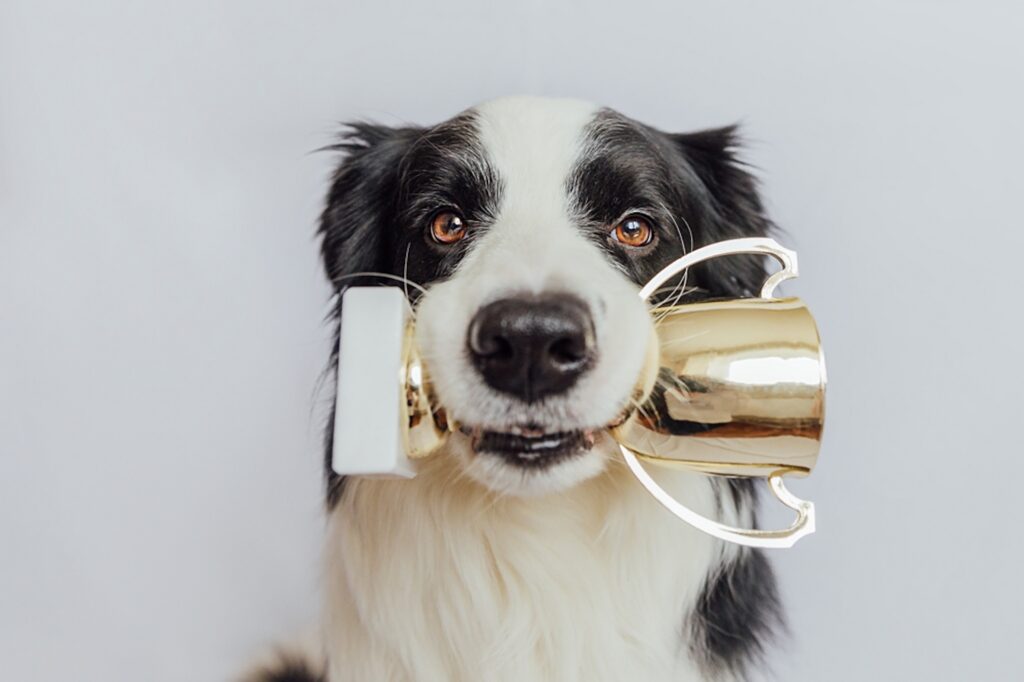 Dog lovers’ day out: Arboleas dog show returns with competitions and `rizes