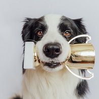 Cute dog holding gold champion trophy cup in mouth isolated on white background.
