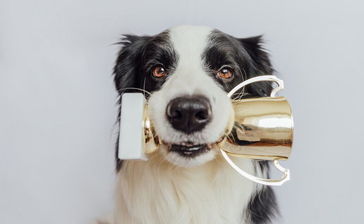 Cute dog holding gold champion trophy cup in mouth isolated on white background.