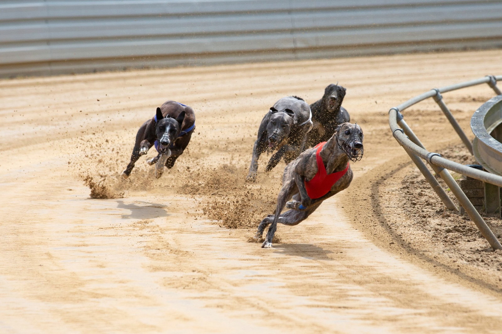 Greyhound racing set to become illegal in Wales under new law