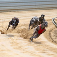 Four greyhounds compeating