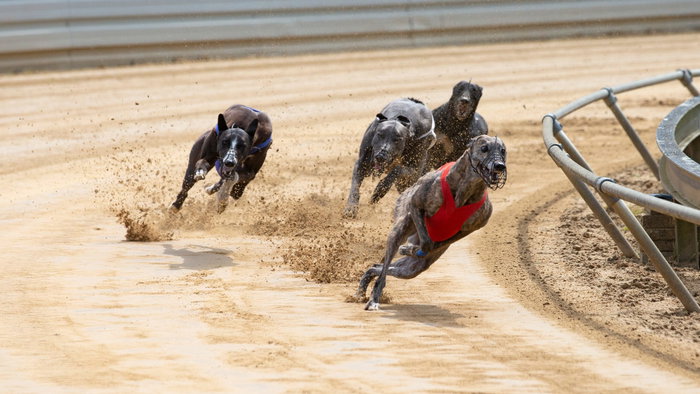 Four greyhounds compeating