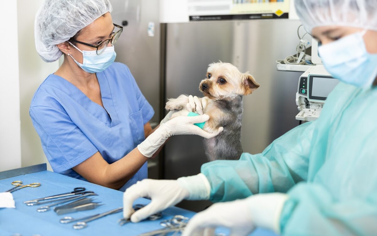 Estepona Pet Owners Demand 24-hour Veterinary Emergency Service