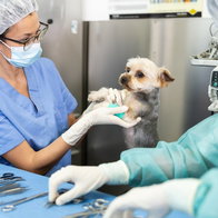 Calls for 24-hour emergency vet in Estepona.