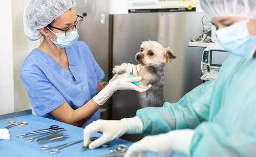 Calls for 24-hour emergency vet in Estepona.