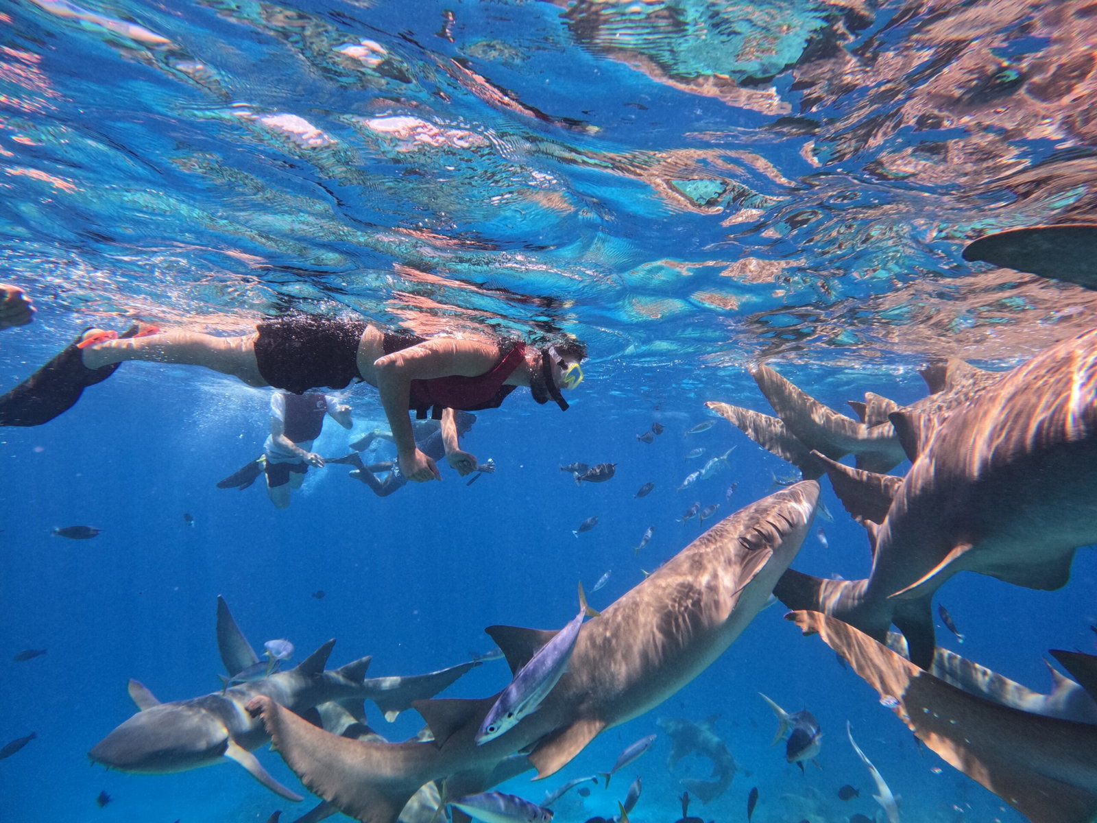 Spanish Tourist Loses Leg After Shark Attack During Maldives Diving Excursion