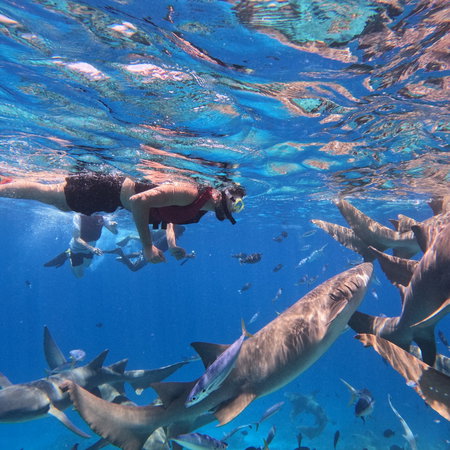 Man diving with nurse sharks in the Maldives