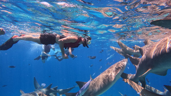 Man diving with nurse sharks in the Maldives