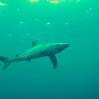 Mako shark swimming in open waters