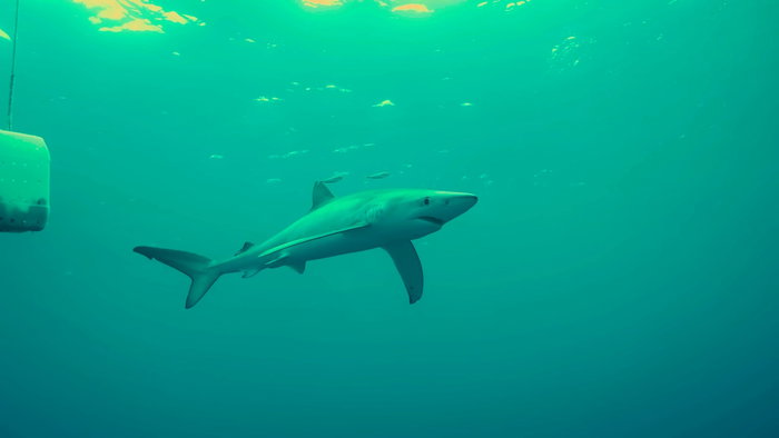 Mako shark swimming in open waters