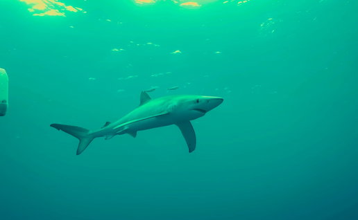 Mako shark swimming in open waters