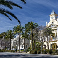 Palm weevil plague attacks Costa del Sol palm trees.