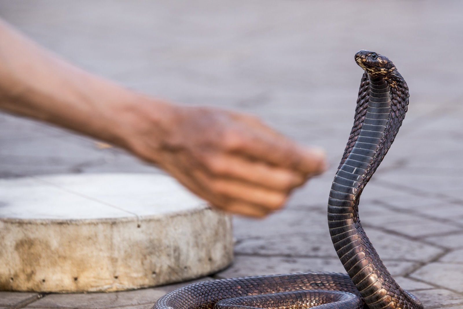 Egypt Holiday Snake Show Horror: German Tourist Dies After Cobra Bite