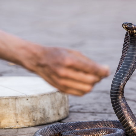 A hand close to an Egyptian cobra