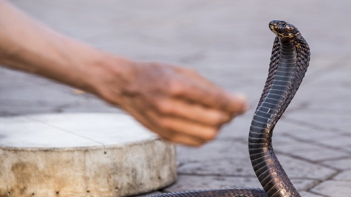 A hand close to an Egyptian cobra