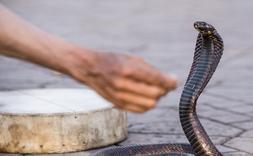 A hand close to an Egyptian cobra