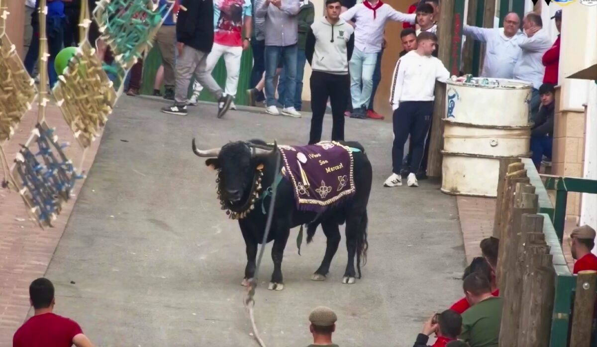 Young Bull Breeder Dies After Savage Goring In Spanish Street Festival