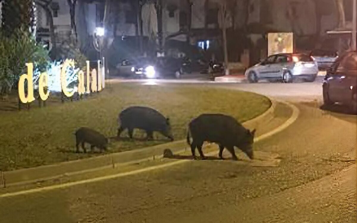 Animal Welfare Group In Mijas Say Hunting Efforts Driving Wild Boars Into Towns