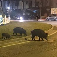 Boars wander Sitio de Calahonda, close of A-7 road.