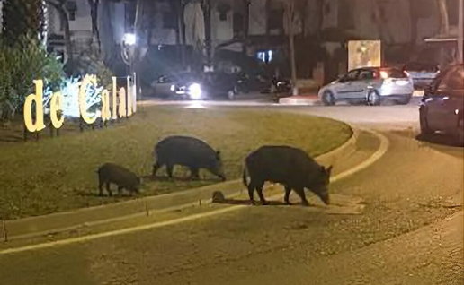 Boars wander Sitio de Calahonda, close of A-7 road.