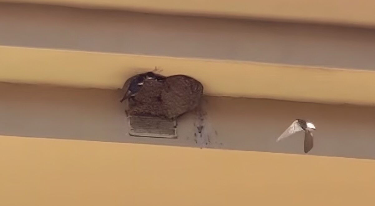 Nest warning as house martins return to Costa del Sol