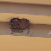 House martins nesting in eaves